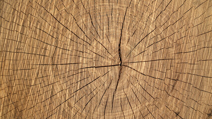 Cross section of the tree. The texture of the cut tree