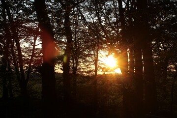 Atardecer en un bosque en donde los rayos de luz del sol atraviesan los árboles que se encuentran...