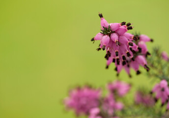 Blossoming branch of winter heath. Erica carnea.