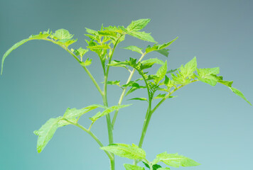 plant of tomato isolated on blue background