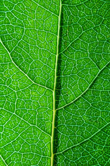 Texture of a fresh green leaf close-up, macro photo. The concept of ecology, nature, spring, summer. Copyspace. World Environment Day. Abstract natural background.