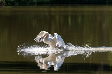 Schwan aggressiv