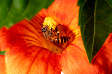 Bee life.Bee collecting pollen from red flower in blur background. Macro shot of Bee collecting pollen from red flower. 