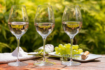 Tasting of Pinot gridgio rose wine on winery in Veneto, Italy. Glasses of cold dry wine served outdoor in sunny day