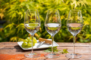 White wine tasting on winery, pouring of cold dry wine in glasses outdoor in sunny day