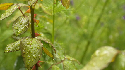 Raindrops on green leaves. Close-up