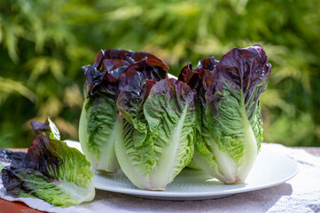 Fresh harvest of Violet romaine or cos lettuce