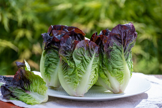 Fresh Harvest Of Violet Romaine Or Cos Lettuce