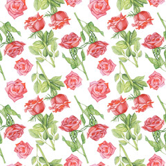pattern red roses watercolor flower white background isolate object