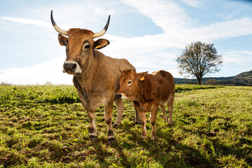 Cow and calf grazing on the farm outdoors. Organic meat from sustainable agriculture with breed...