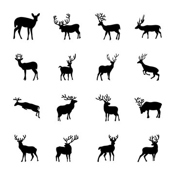Wildlife Animal icons