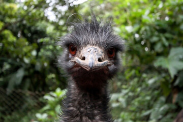 Retrato de um avestruz curioso olhando para a câmera