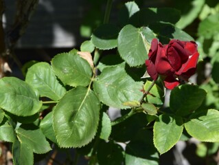 dunkelrote Rose