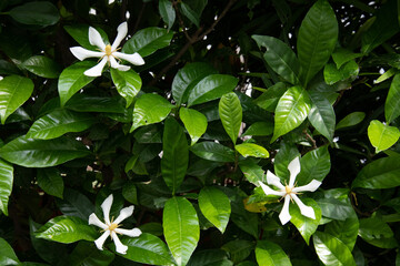 くちなしの花咲く