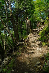 Fototapeta premium Mountain road with a lot of tree roots at Myohogatake mountain, Chichibu, Tokyo, Japan. It's a road to 