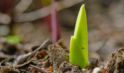 Sprouting, germinating from the ground sprouts of the gladiolus flower. Seedling in soil. Selective...