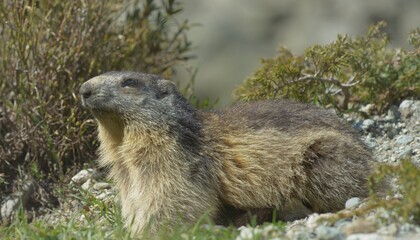 Marmotte, Arolla, Suisse