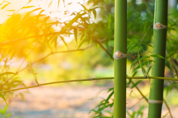 Fototapeta na wymiar Jointed and yellow bud of green bamboo tree in the garden with blurred bokeh background in evening close-up.