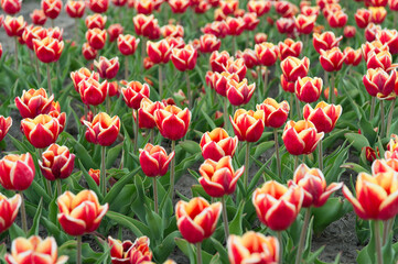 At the flower shop. Beautiful bright tulip fields. Holland during spring. Colorful field of tulips, Netherlands. bulb fields in springtime. harmony in meditation. nature is humans anti-stress