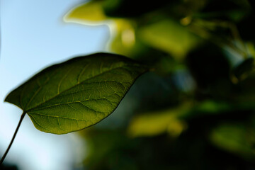 Backlit Leaves