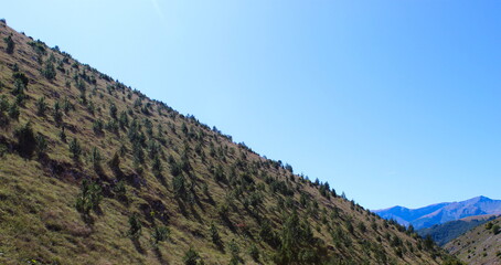 Obraz premium Coniferous trees on the hill, and in the distance there are mountains. On the way to the mountain Bjelasnica.