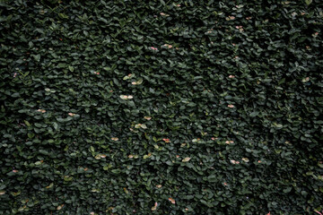 Green leaf wall texture background. Vine on the wall.