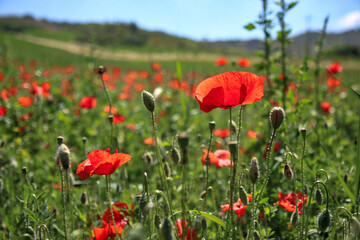 Primo piano di fiori di papavero di un rosso acceso in un campo, sotto la luce accecante del sole splendente di inizio estate