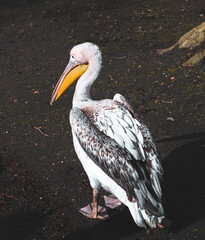 Pelican in London