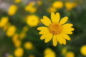 Yellow daisy in focus on green background with other yellow daisies.