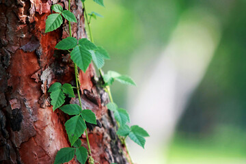 Leaves Tropical forest trees texture background wallpaper