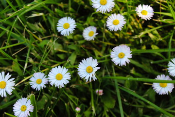 Bellis perennis, daisies in the grass, white flowers with a yellow center.