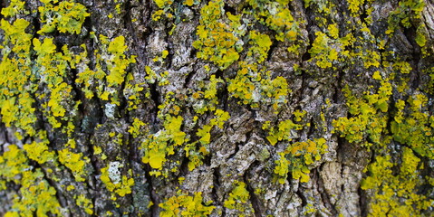 Tree Fungi. Yellow mold on the tree bark. Banner.