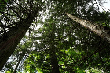 Fototapeta premium Mountain road with a lot of tree roots at Myohogatake mountain, Chichibu, Tokyo, Japan. It's a road to 