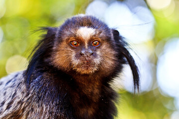little tamarin starring at the camera