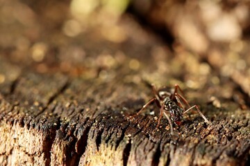 Forest ant on the edge of an old tree stump. Macro.