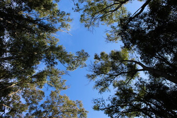 Trees, leaves and a sky.