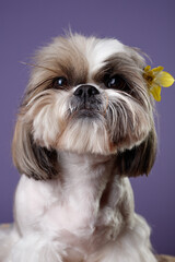Portrait of a muzzle Shitzu dog with a yellow Narcissus flower behind his ear, isolated on a lilac background. Selective focus