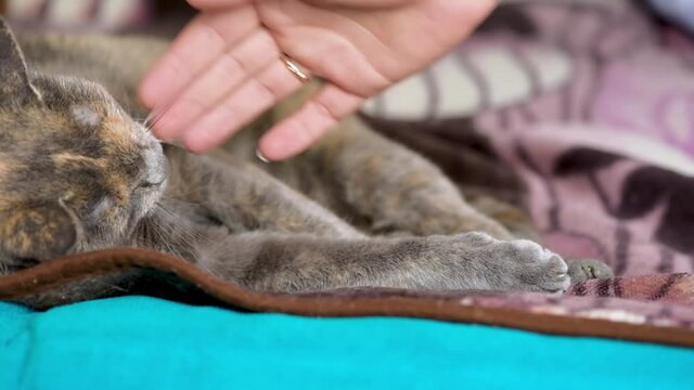 close to hug and stroke a gray cat sleeping. affection for Pets. national cat hug day.