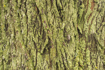 texture, bark, tree, wood, nature, trunk, pattern, brown, rough, forest, old, abstract, oak, plant, green, natural, textured, detail, moss, wooden, closeup, woods, macro, surface, backgrounds