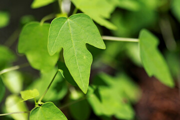 Leaves Tropical forest trees texture background wallpaper