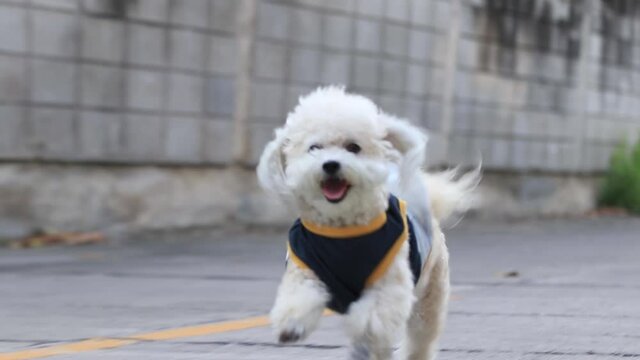 Adorable shih tzu poodle dog wear a shirt is running on the street with happiness in the evening.