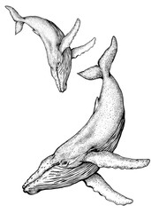 Whales hand draw on white background  © saranya