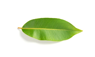 Obraz premium green leaf isolated on white background
