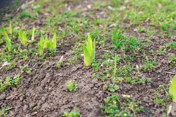 Sprouts of a spring flower on the street