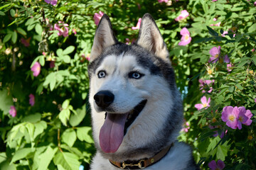 portrait of a dog of the Siberian Husky breed against the background of a flowering bush of pink shipovnmka