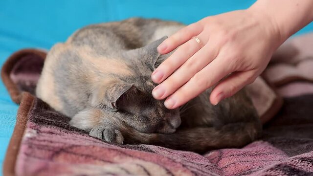 close to hug and stroke a gray cat sleeping. affection for Pets. national cat hug day