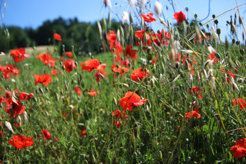 Campo di fiori di papavero, paesaggio collinare in una assolata giornata d’estate