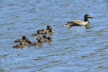 The wild duck mother floating on the pond with small babies