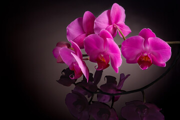 Beautiful orchid flower on black background for beauty, spa  and agriculture concept design. Phalaenopsis Orchidaceae.	