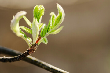 Chestnut tree leaves bloom in spring. Birth and ecological concept. Close-up of the leaf. Spring time.